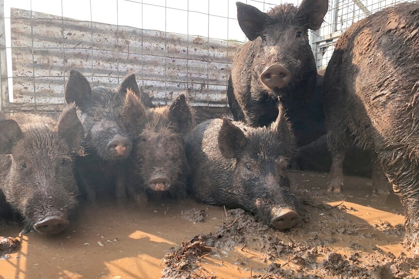 Several black pigs standing or lying in a muddy yard.