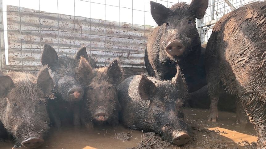 Several black pigs standing or lying in a muddy yard.