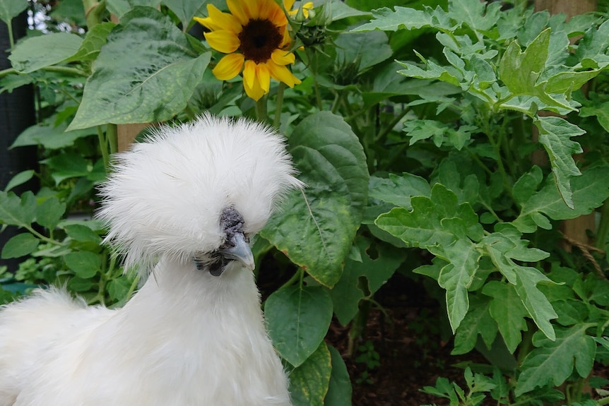 A silky bantam is seen with white feathers and a black face and beak in front of sunflowers growing in a garden.