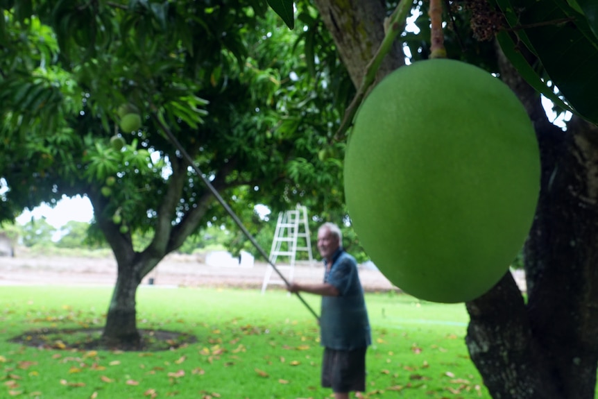 a green mango in the foreground and a man with a mango picker in the background