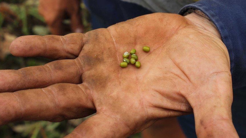 La production australienne de haricots mungo pourrait doubler à mesure que la demande internationale augmente pour de minuscules légumes