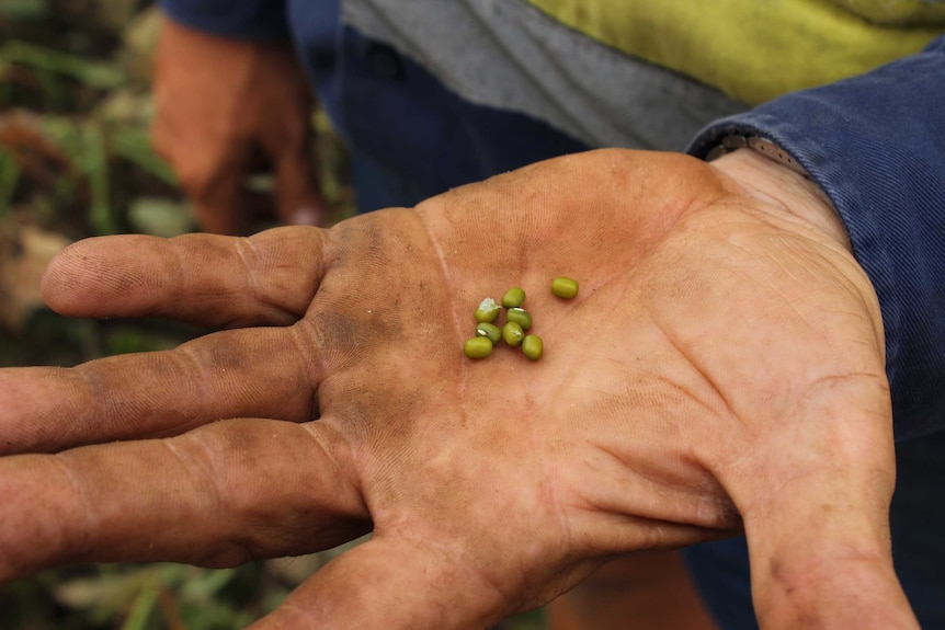 Mungbeans in the dirty palm of a farmer's hand.