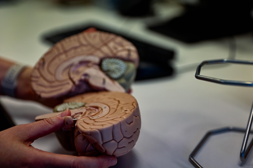 A model of two hemispheres of the human brain, being handled.