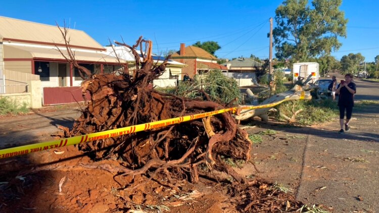 A old tree fallen on the street in west Broken Hill. 