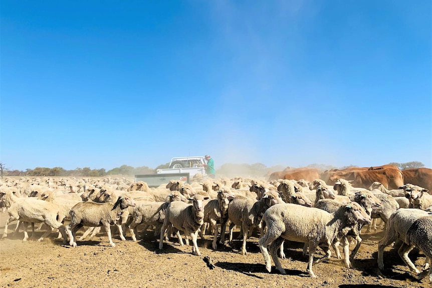 Sheep and cattle surround a white ute where Ollie Clothier is standing, preparing the feed for the stock.