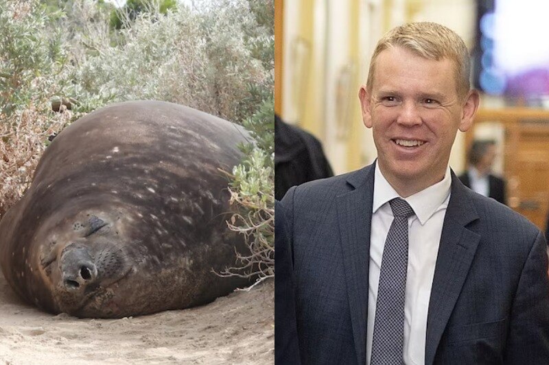 A giant seal sleeping on a sandy beach and a man with blond hair wearing a navy suit and tie with a white collared shirt.