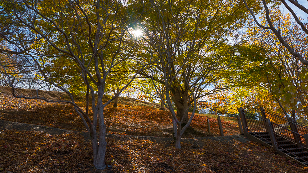 Autumn trees and stairs at Mount Lofty Botanic Garden.