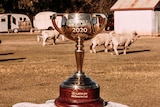 A sepia style photo of the 2020 Melbourne Cup on a log in a field of sheep and old caravans. Sep 2020