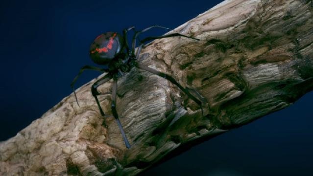 An redback spider on a tree branch