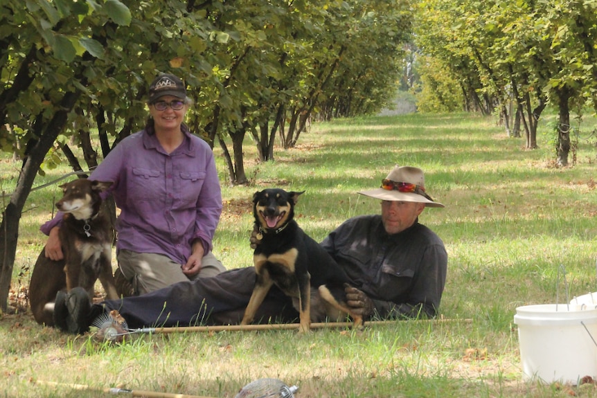 A woman and a man sit with their dogs amongst hazelnut trees and grass.