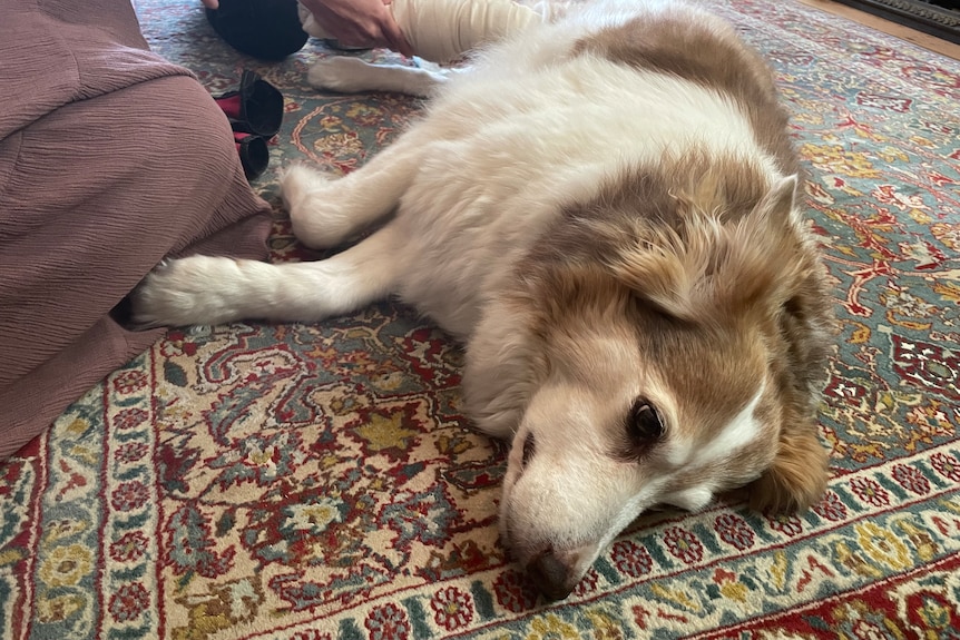 A dog lying down on a rug. 