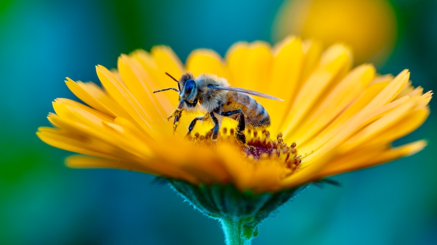 A bee on a flower.