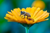 A bee on a flower.