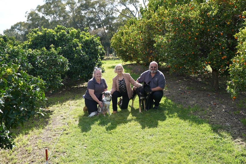 Three people kneeling next to two dogs in an orchard