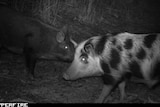 Feral pigs captured by a motion-sensor camera in south-west Victoria.