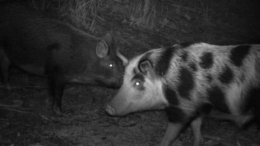Feral pigs captured by a motion-sensor camera in south-west Victoria.