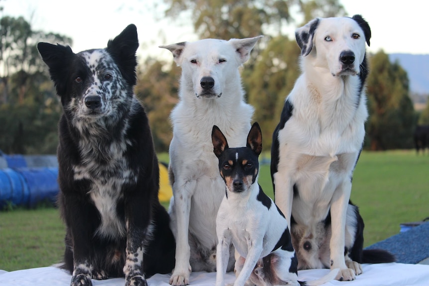 Three large dogs and one small dog 