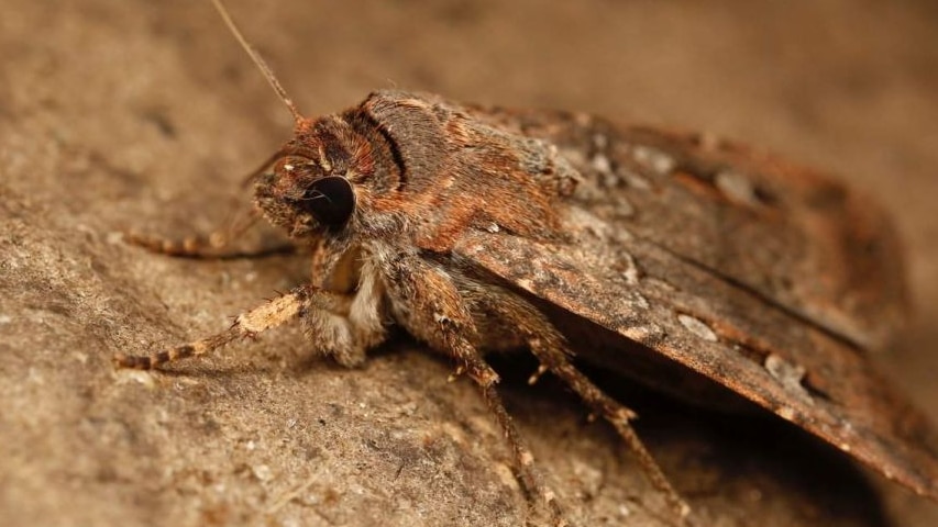 A close up picture of a Bogong moth