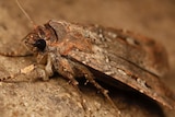 A close up picture of a Bogong moth