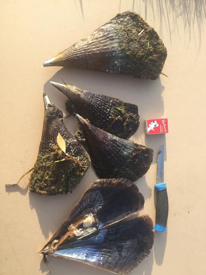 Four black, fan-shaped razor clams with algae on them next to a knife and a box of matches.