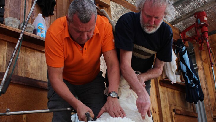 White fleece lying at the feet of two men bending over and shearing a sheep