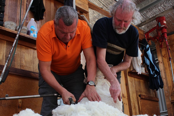 Shearing Tasmanian merino fleece for ortovox's alpine apparel
