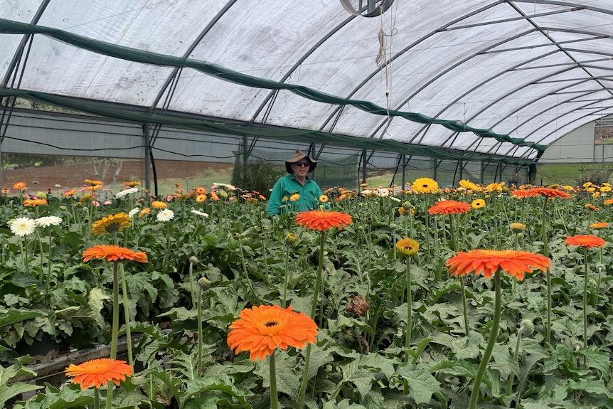Farmer in a shade tent surrounded by yellow and orange flowers he is wearing a green shirt and old akubra