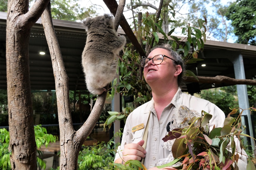 Baby koala climbing a tree, wildlife carer with glasses and kakhi shirt holding gumleaves watching on and smiling