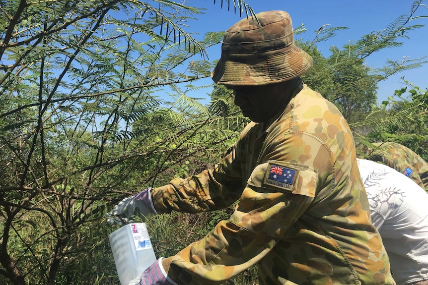 The project members collect Flea beetles from Mimosa weeds on the Adelaide River floodplains to start new populations in the Finniss River Catchment