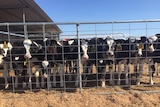 Dairy calves look through their fenced enclosure in East Gippsland.