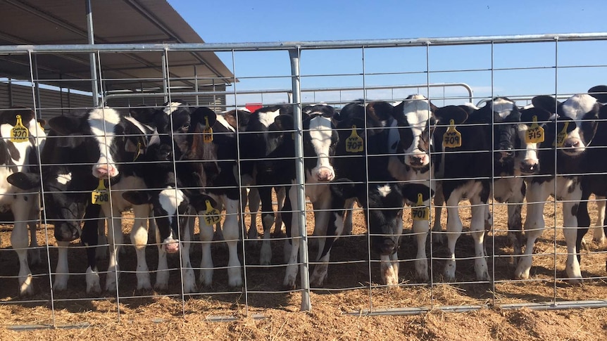 Dairy calves look through their fenced enclosure in East Gippsland.