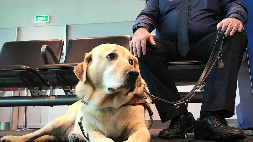 Closeup of a Labrador