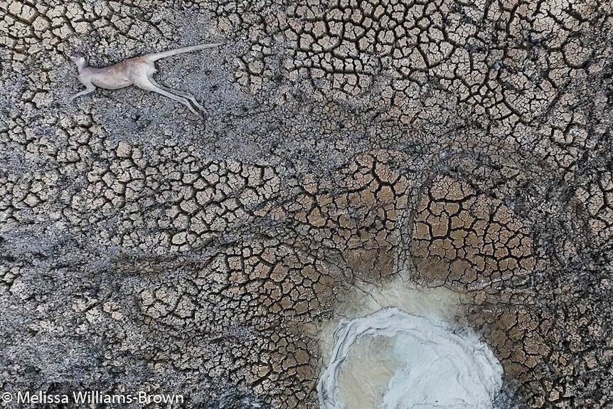 A dead kangaroo against the parched earth of the Menindee Lakes.