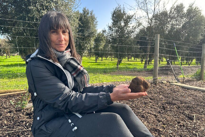 A women sits in front of a orchard holding a large black truffle. 