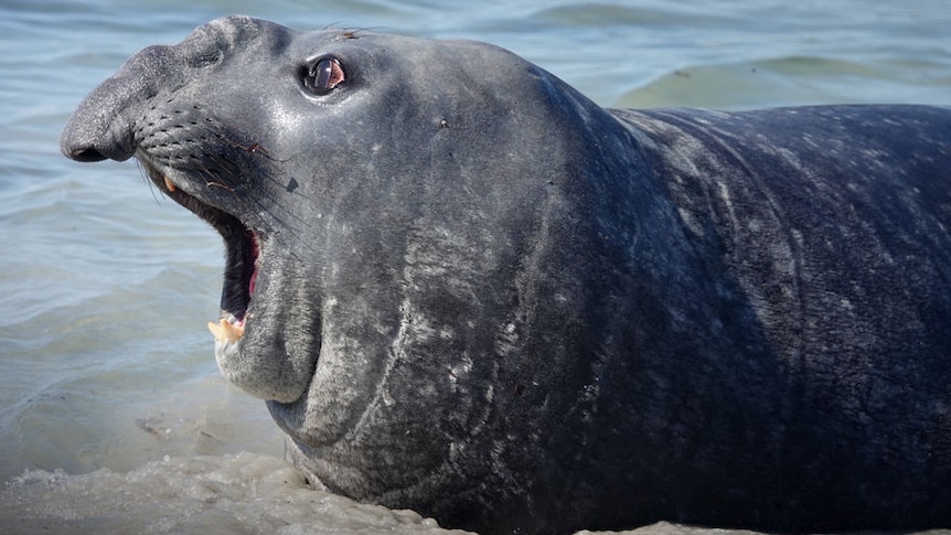 Southern elephant seal 'Big Gus'