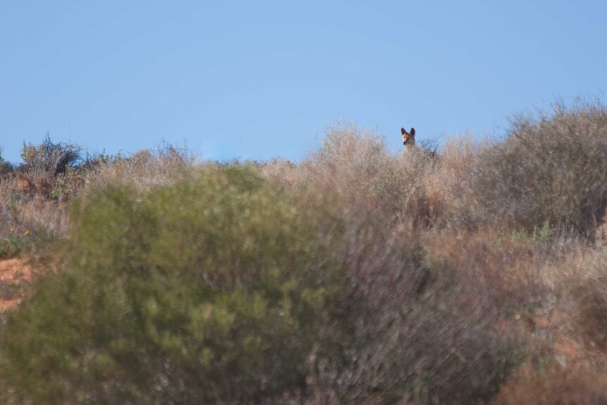 A dingo in the distance, behind shrubbery.