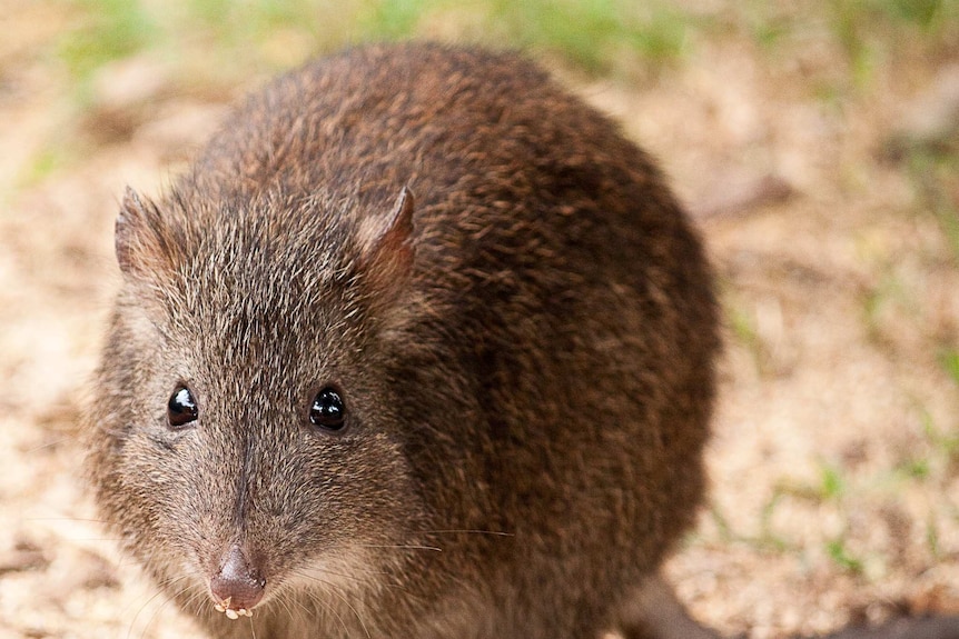 A file photograph of a long-nosed potoroo