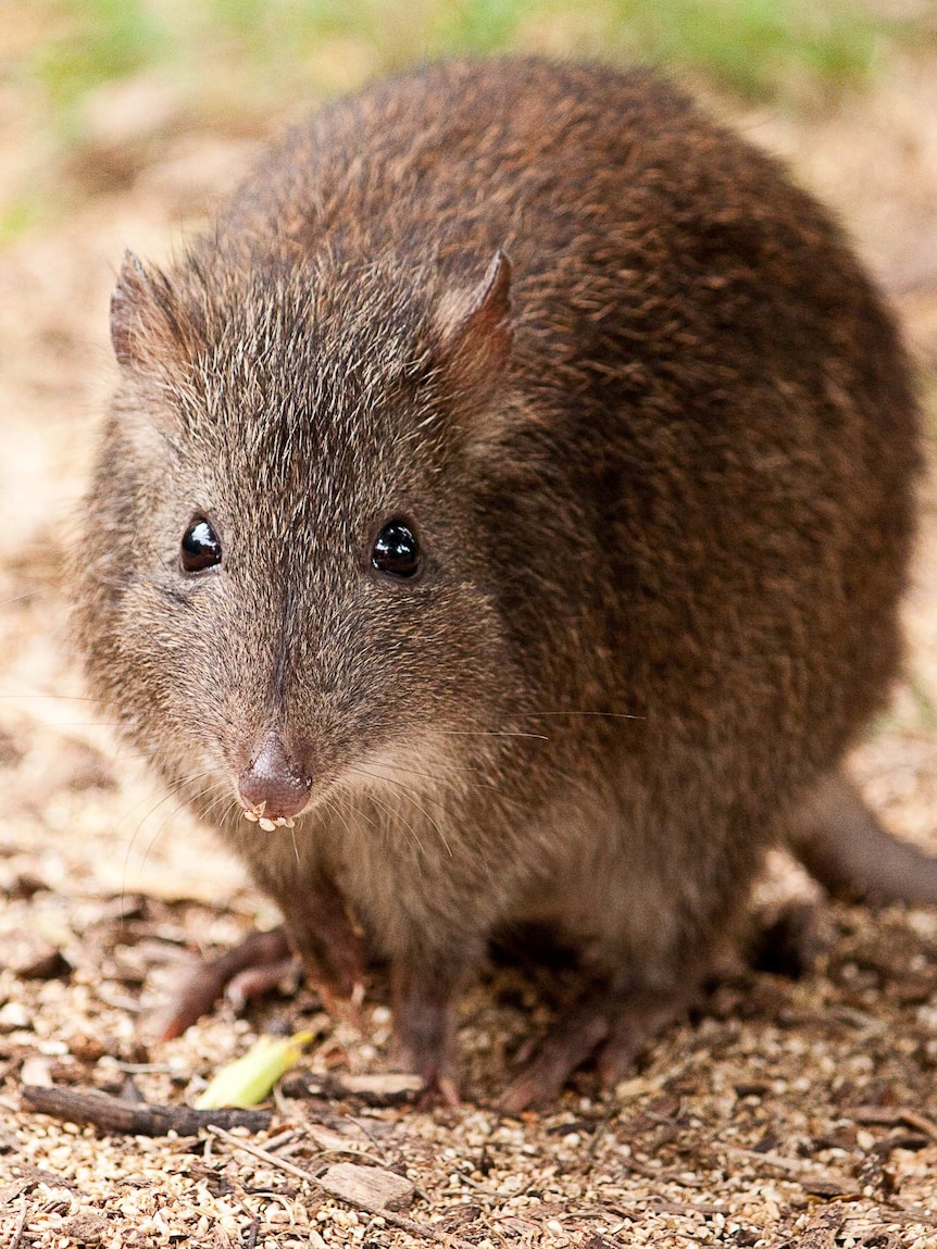 A cute furry critter with a long snout and long tail.