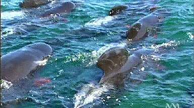 The pilot whales have returned to the sea.