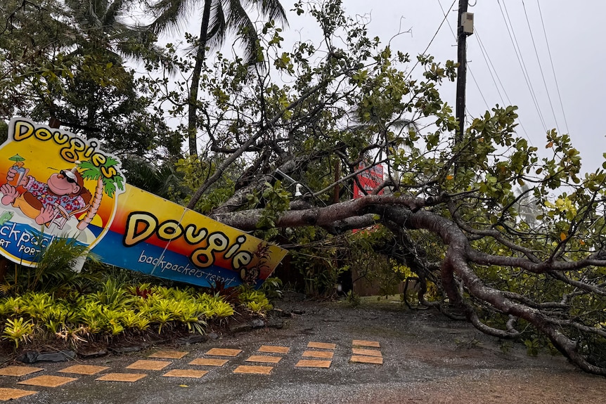 A felled tree on a colourful sign 