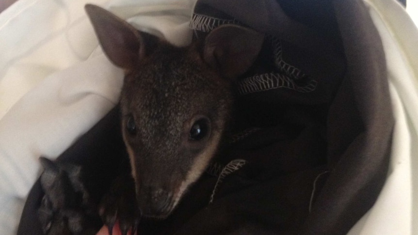 Rescued baby swamp wallaby wrapped in a blanket