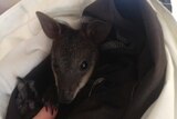 Rescued baby swamp wallaby wrapped in a blanket