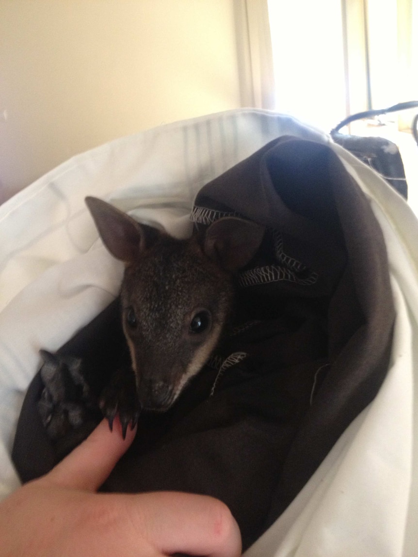 Rescued baby swamp wallaby wrapped in a blanket