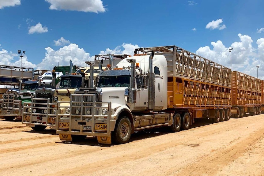 trucks for cattle transport
