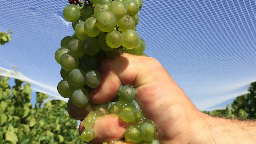 a person's hand squeezing chardonnay grapes so the juice runs out