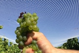 a person's hand squeezing chardonnay grapes so the juice runs out