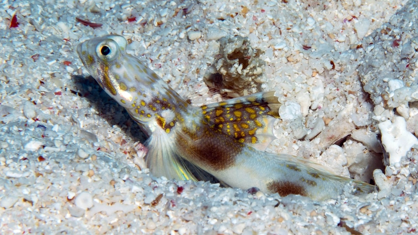 A white fish with large brown spots, and small brown and orange spots on its fins on a bed of sand.