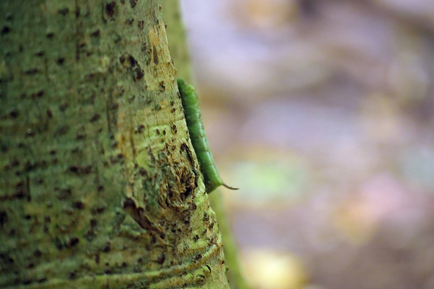 A big green caterpillar on the side of a pisonia tree trunk.