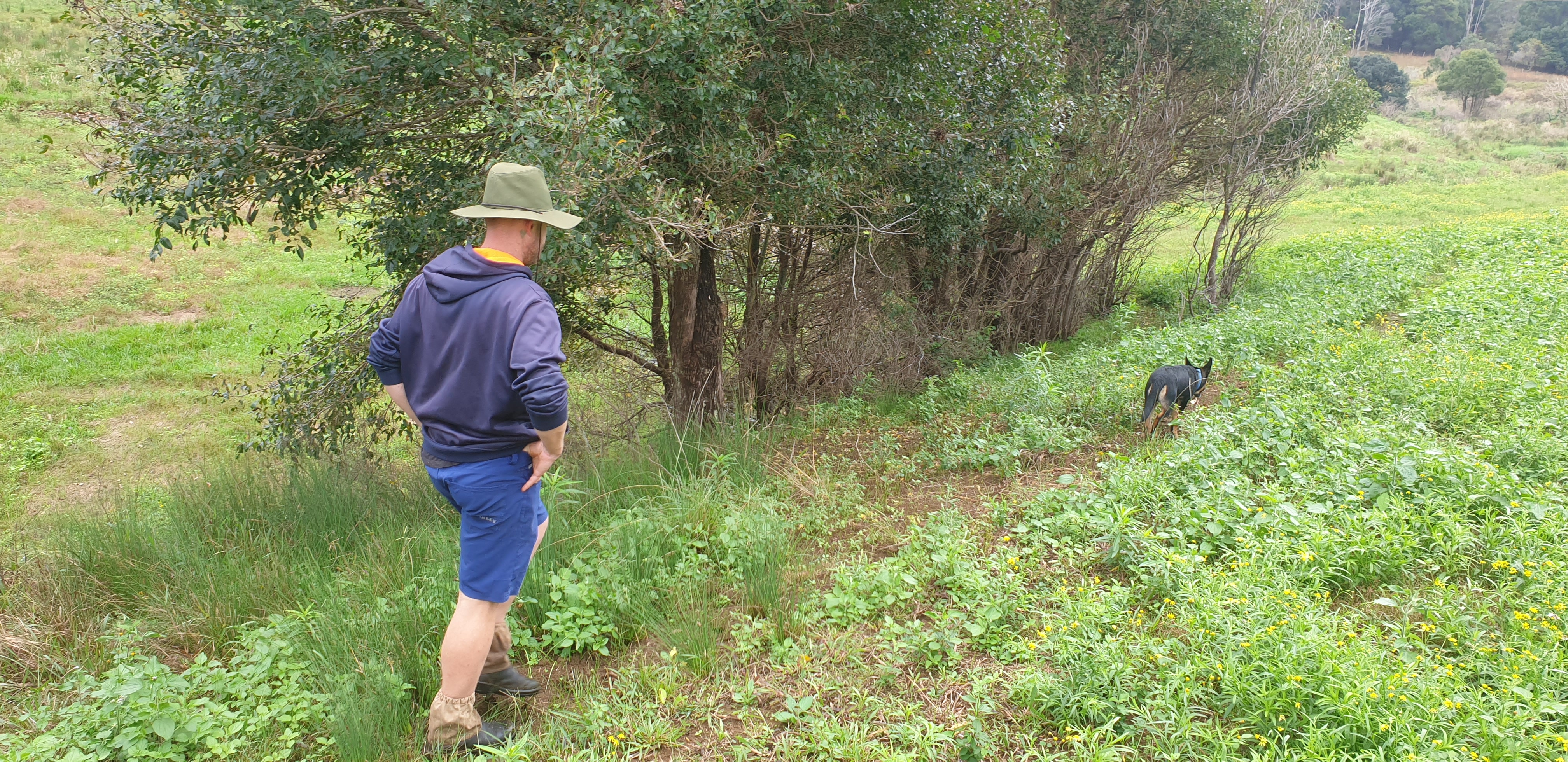 Bruce walks along a bush track with his cattle-cross dog, Steady.