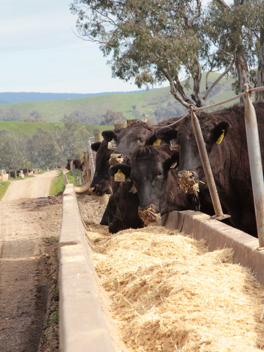 Cows feeding at David Blackmore's Wagyu beef farm